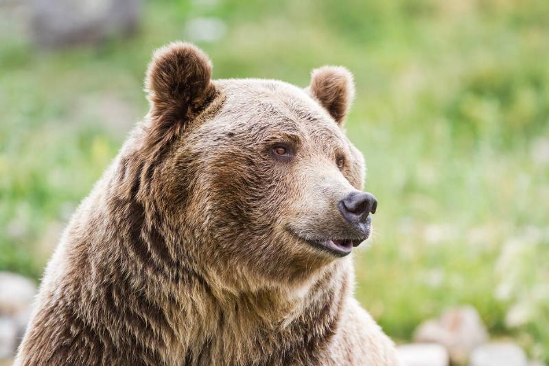 An adult grizzly bear. 