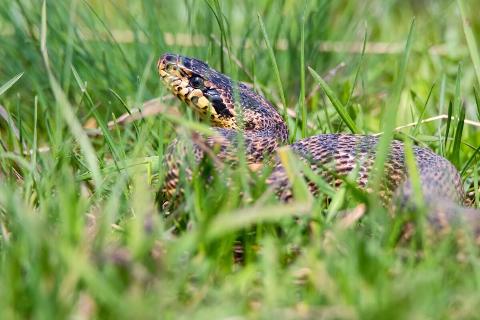 A snake in tall grass. 