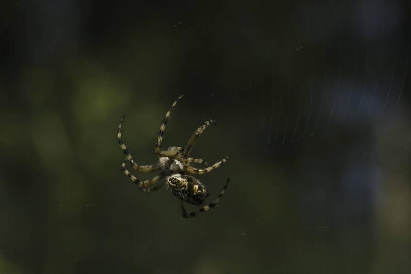 Close-up of wild big spider on web.