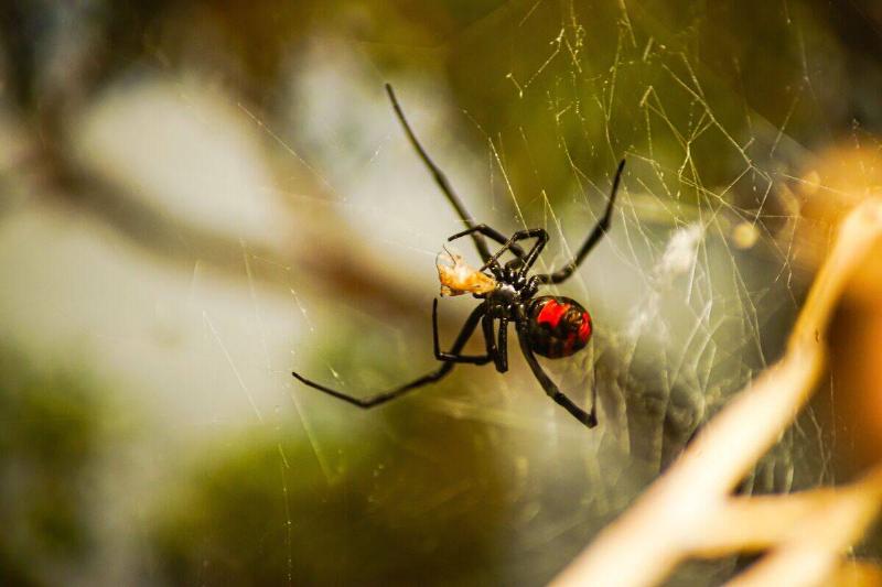 A closeup of a southern black widow on a spider silk.