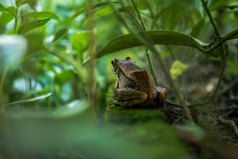 Closeup of adult frog rest on edge of pond with vegetable leaf.