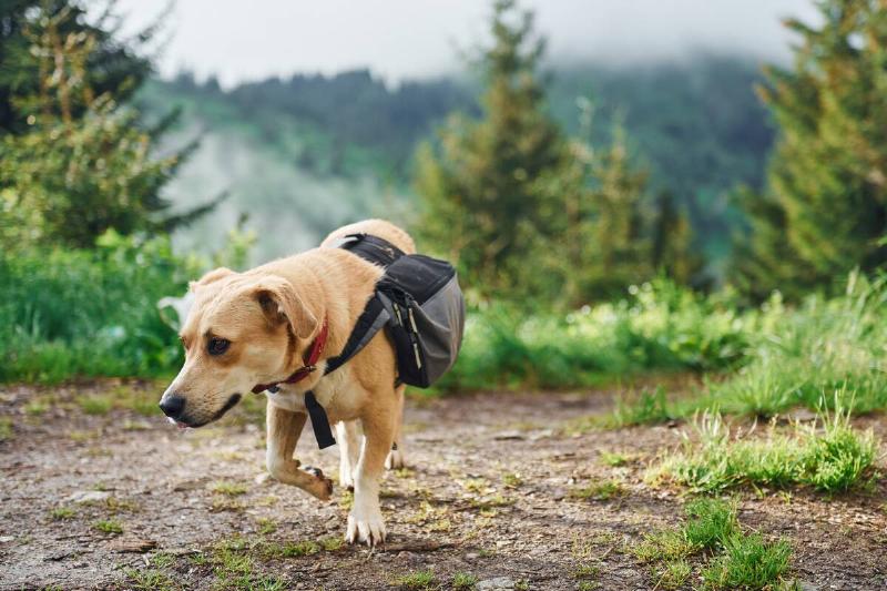 A hiking dog holding a bag. 