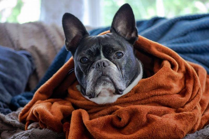 A cute French bulldog sitting curled up under a cozy blanket on a comfortable sofa.