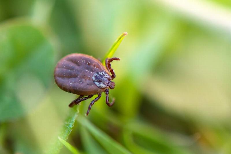 Deer tick sleeping on grass stalk.