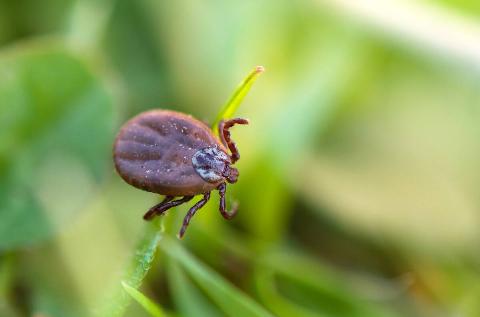 Deer tick sleeping on grass stalk.