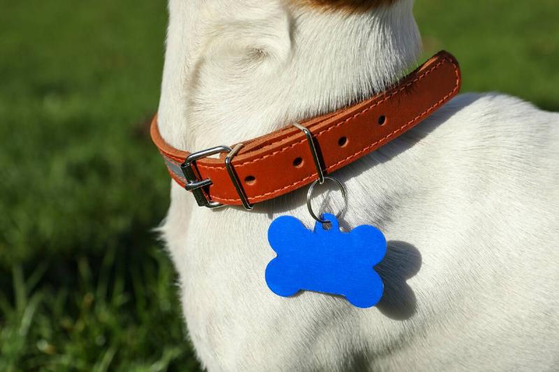 Dog in collar with metal tag on green grass outdoors.