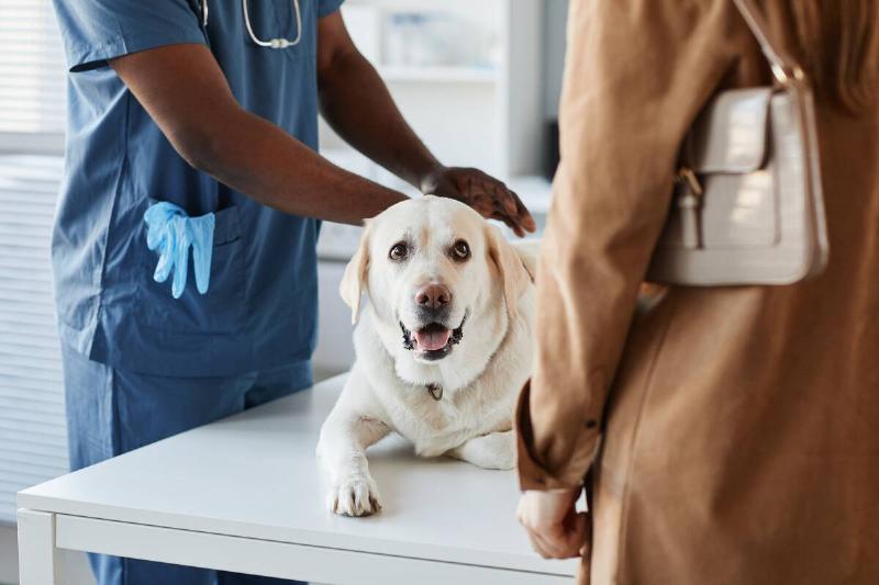 A dog getting checked by the vet. 