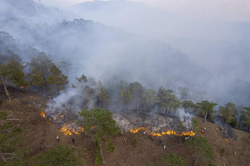 A smokey fire in a forest. 