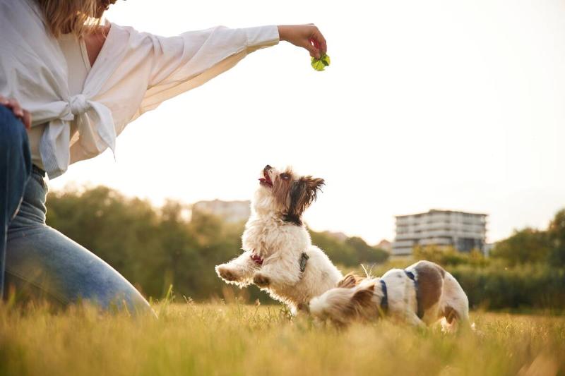 Woman playing with two little dogs in a field. 