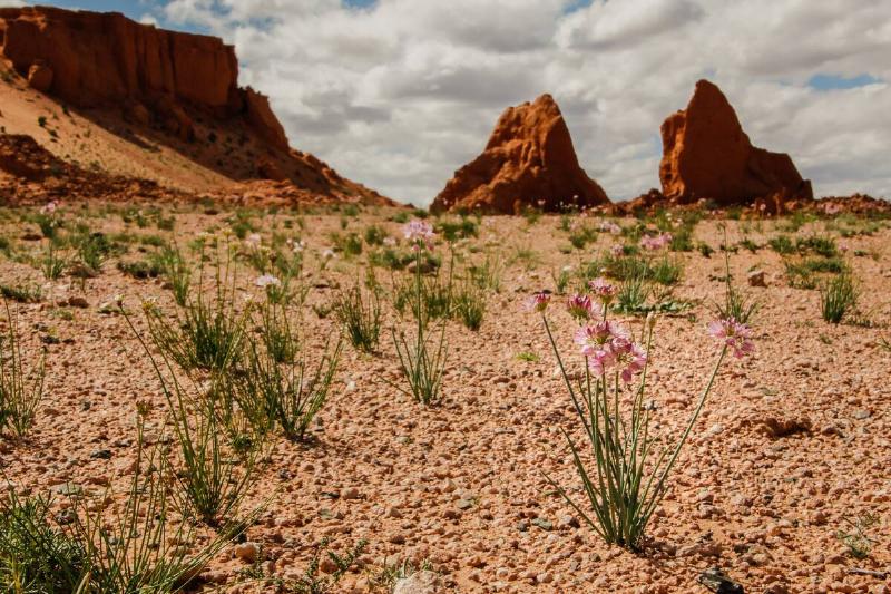 Flowers in the Gobi desert. 