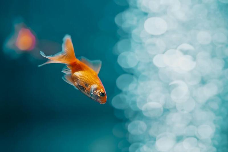 A goldfish swimming in an aquarium. 