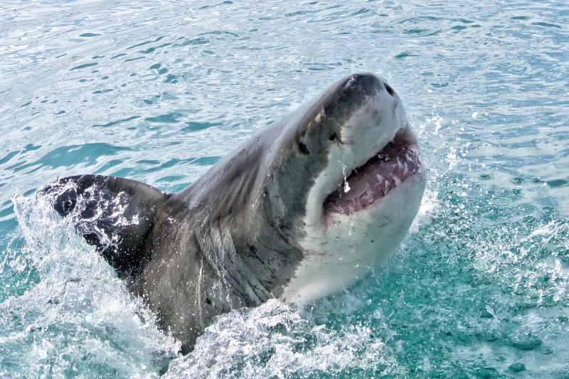 A greta white shark jumping out of the water. 