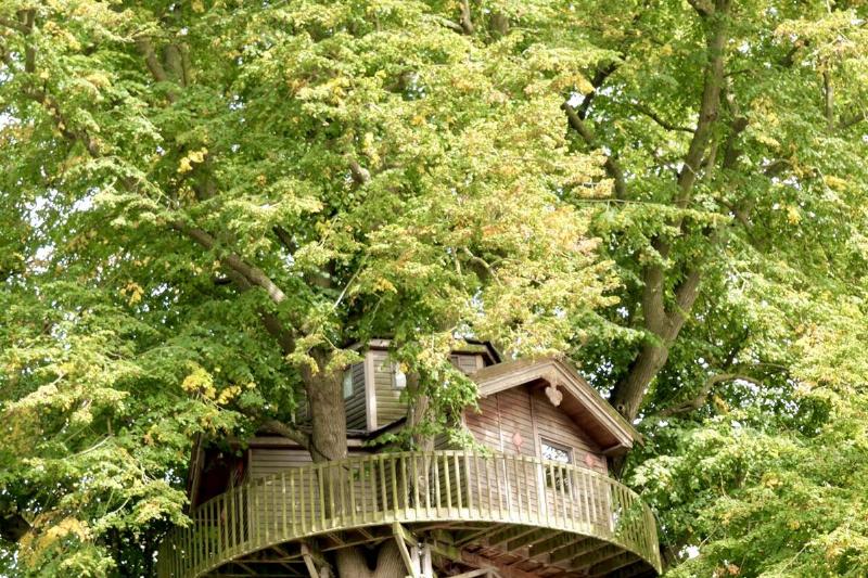A treehouse in a tall, healthy tree. 