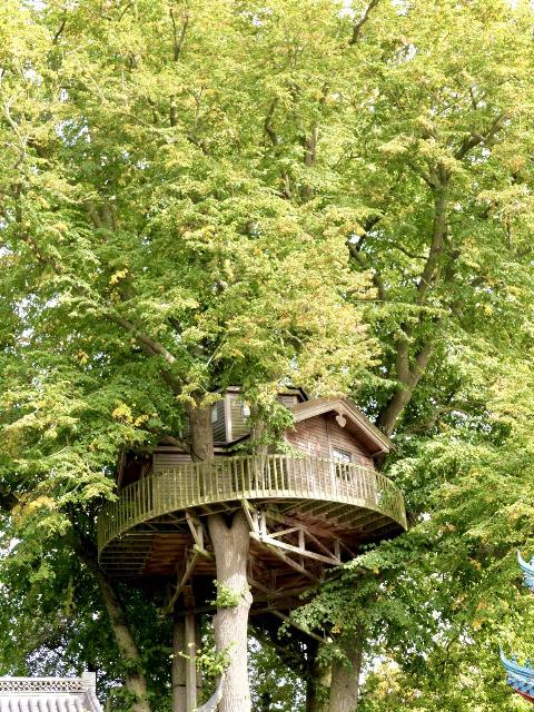 A treehouse in a tall, healthy tree. 