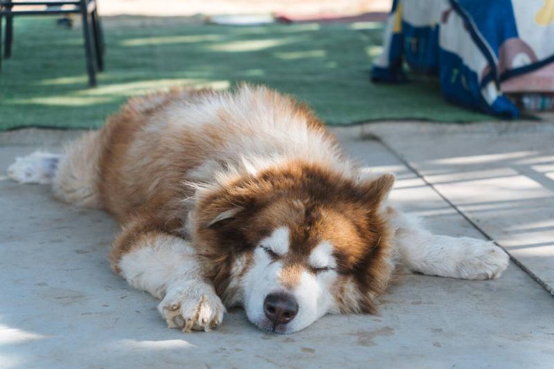 Large brown fluffy Alaskan Malamute dog with thick fur sleeping with comfortable and paws stretched out on concrete floor