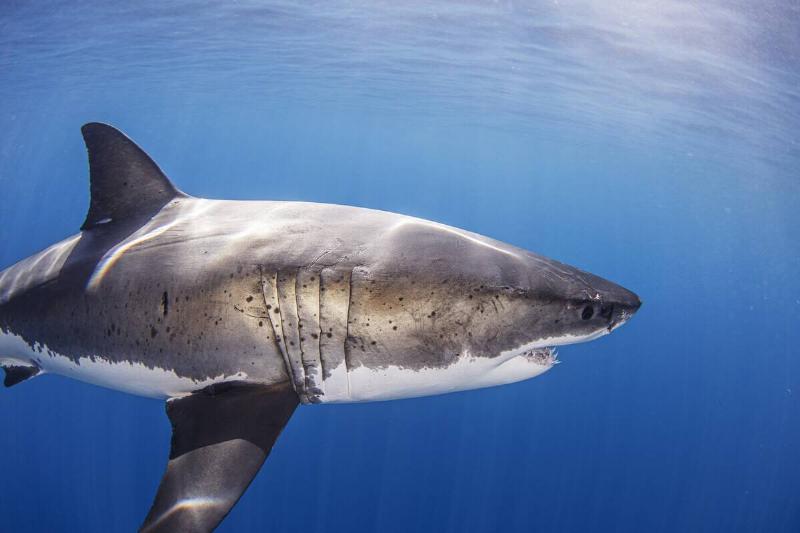 Side-view of a great white shark swimming underwater. 
