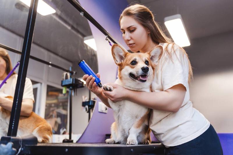 A dog getting nails clipped at the groomers. 
