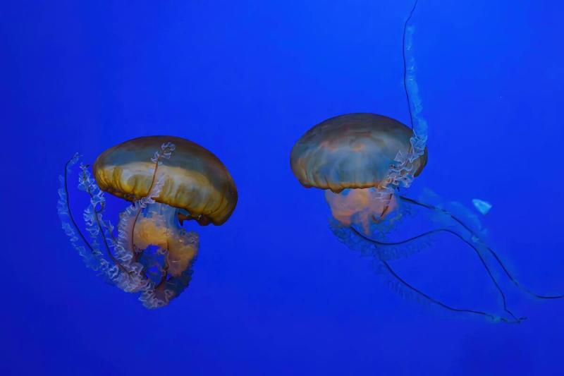 A jellyfish in water. 