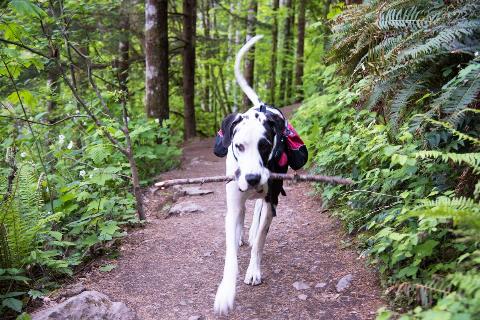 A dog carrying a backpack and a stick. 