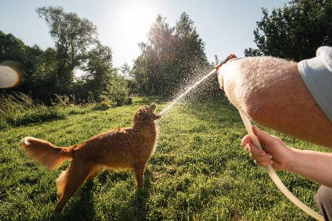 A man spraying a dog with a hose. 