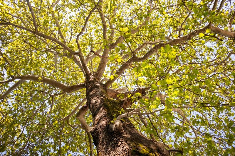 Looking up at tree leaves. 