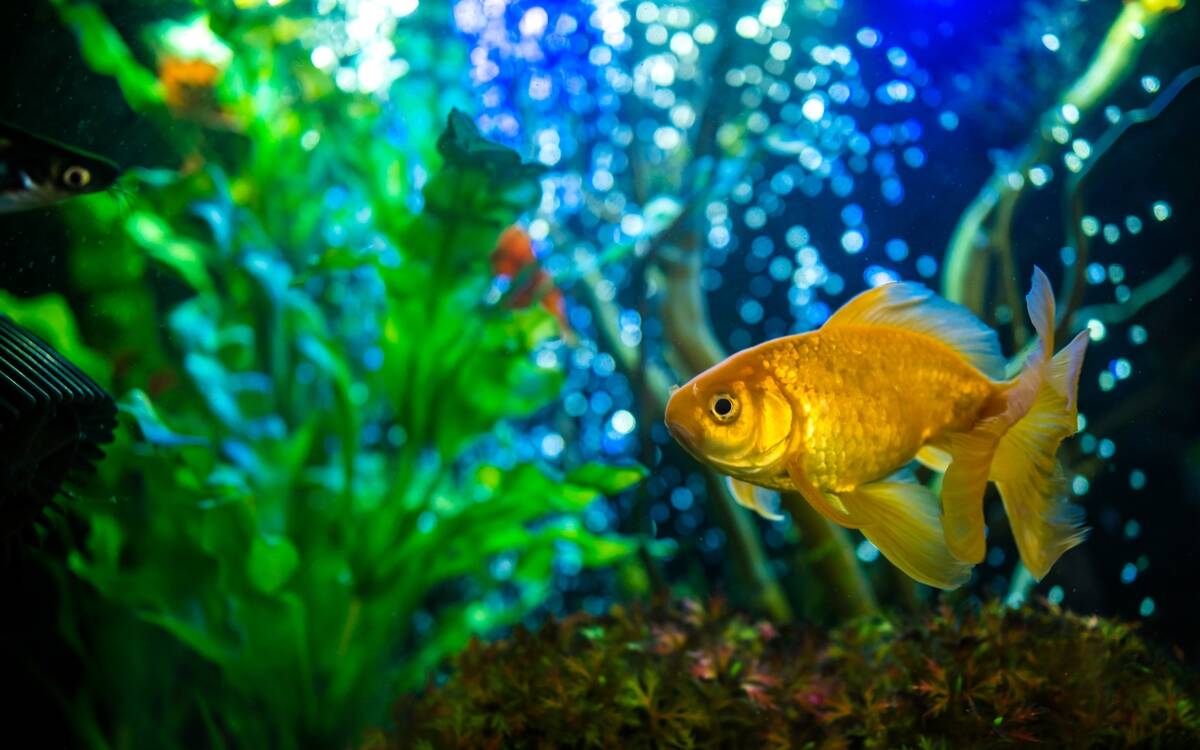 A goldfish in an aquarium. 