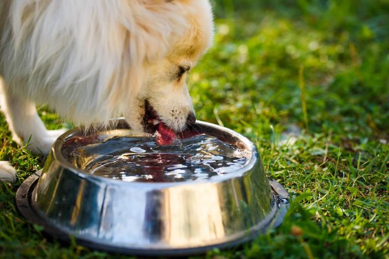 A dog drinking water from a water bowl. 