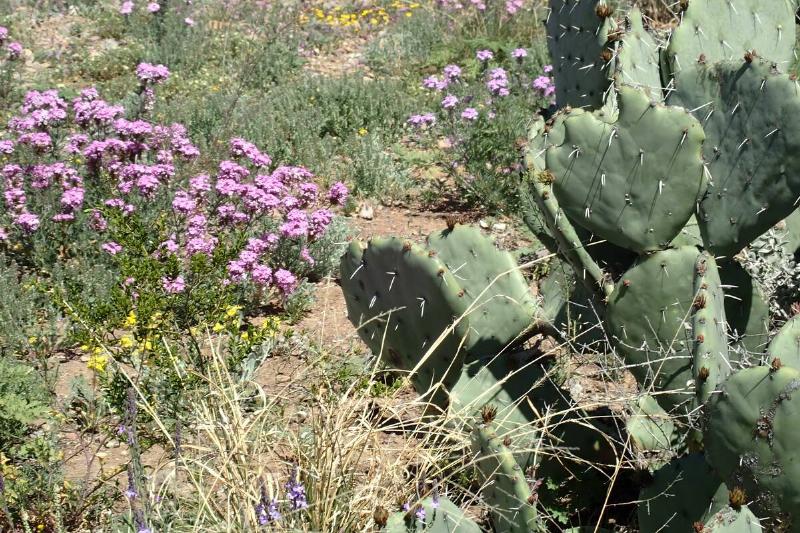 Cactus and purple desert flowers. 