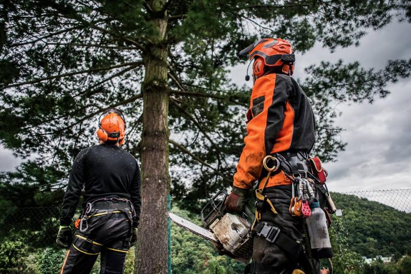 A rear view of arborist men.