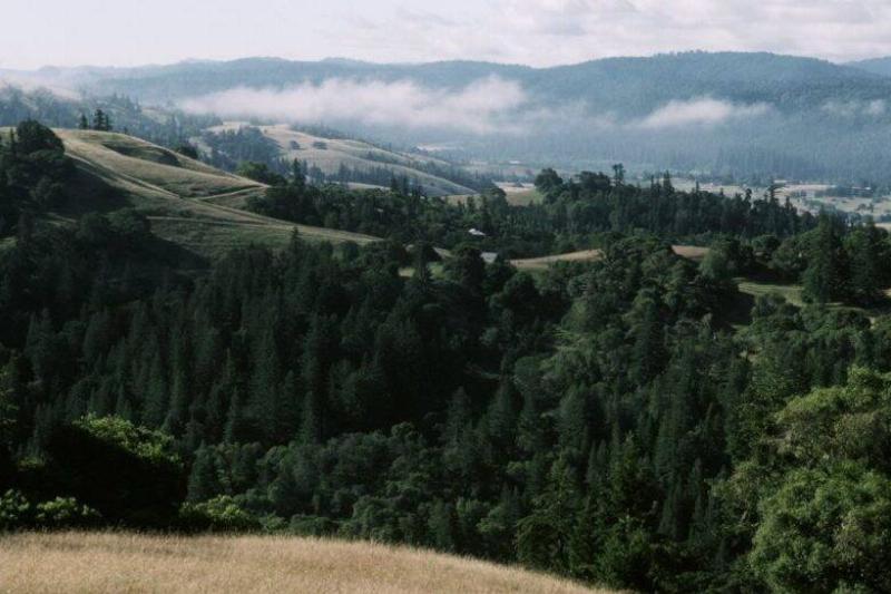 Redwood Forest. 