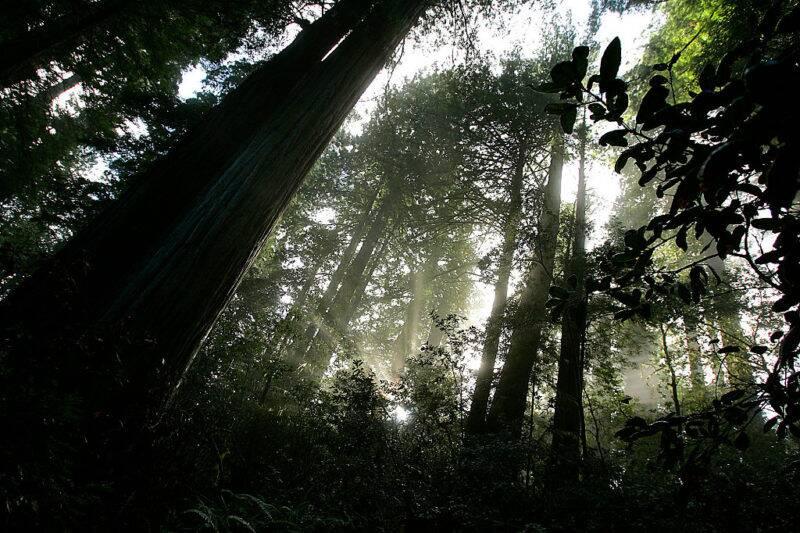 Shadows of redwood trees in a forest. 