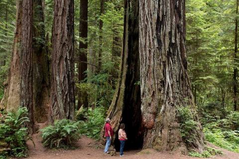 Tourists looking at the tree. 