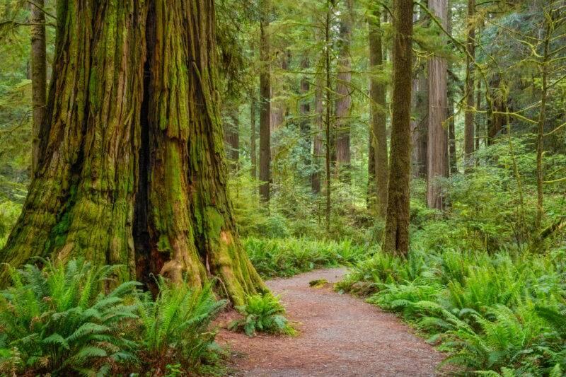 A redwood tree near a trail. 