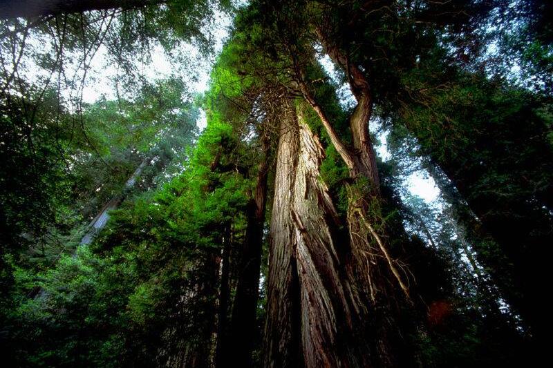 Looking up a redwood tree. 