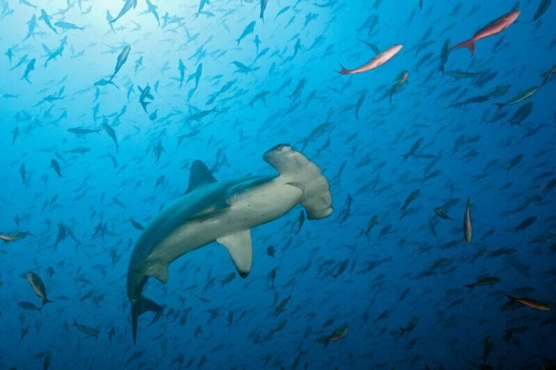 Hammerhead shark swimming with fish. 