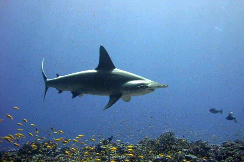 Scalloped hammerhead shark-.
