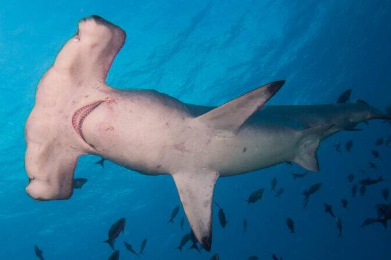 Scalloped hammerhead shark.