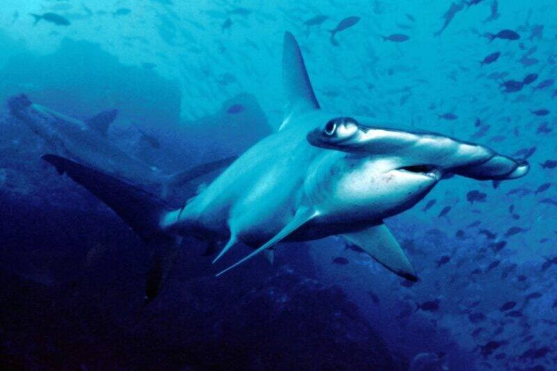 A hammerhead shark. 