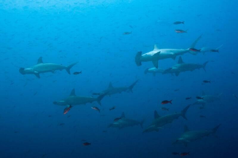 Swimming hammerhead sharks.