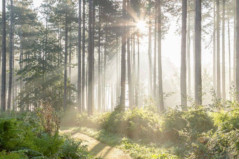 A scenic view of the sun shining through the trees in the forest in the morning