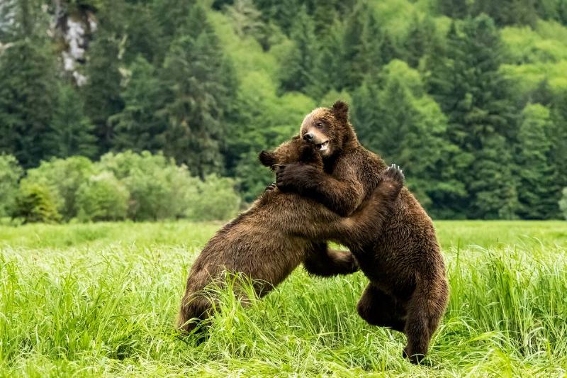 Two grizzly bears play together in Khutzeeymateen provincial park.
