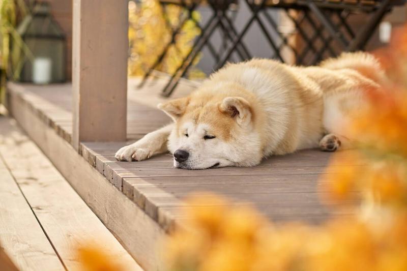 A dog sleeping on a wooden deck. 
