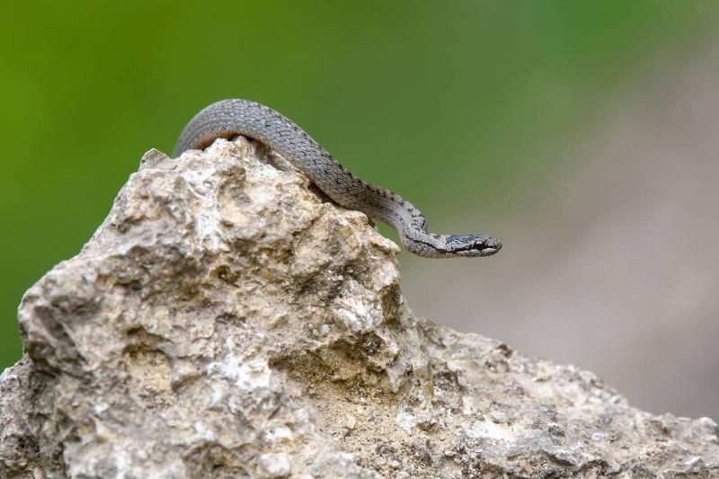 A snake resting on a rock. 