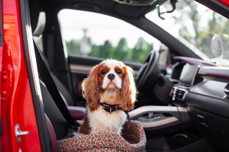 Spaniel dog inside a car.