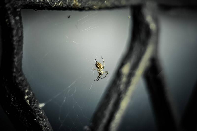 A spider sits on a web and waits for a victim