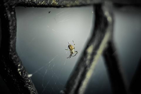 A spider sits on a web and waits for a victim