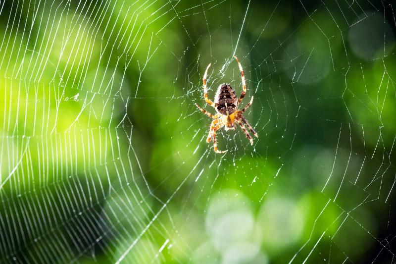 Spider on spider web on blurred green trees background.