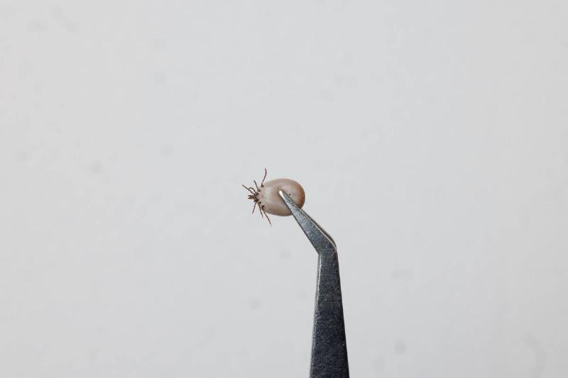 A tick being held by tweezers.