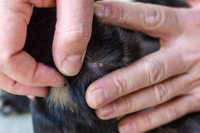 A tick attached to a dog. 