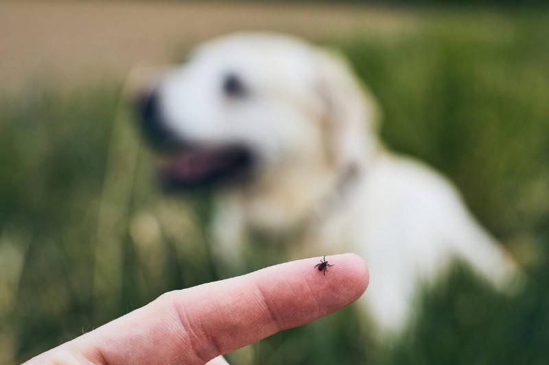 Close-up view of tick on human finger against dog lying in grass.